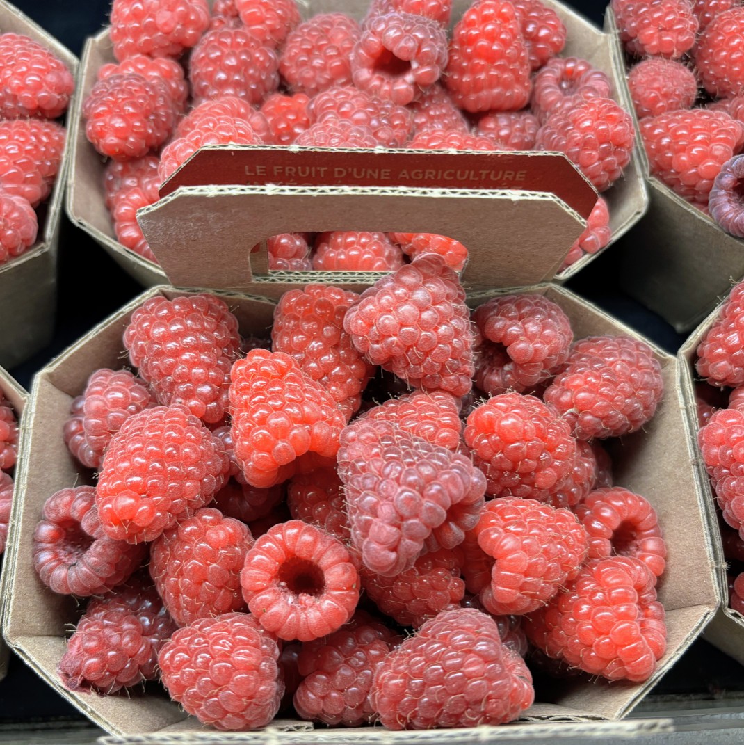 Framboises sous tunnel - Panier