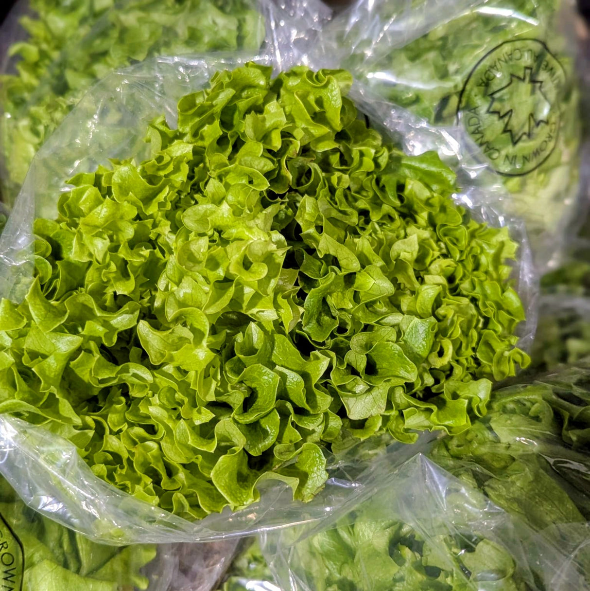 Laitue frisée verte du Québec