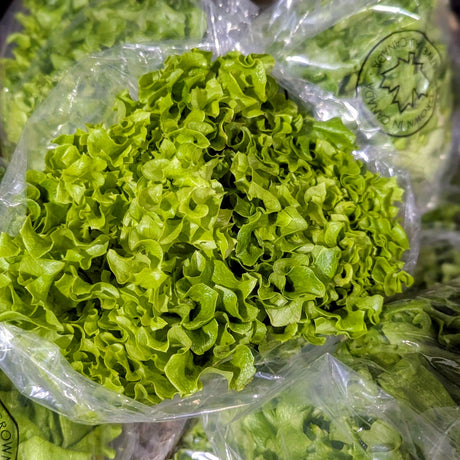 Laitue frisée verte du Québec