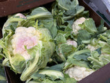 Chou-fleur Gros frais *Coloré dû à la lumière*