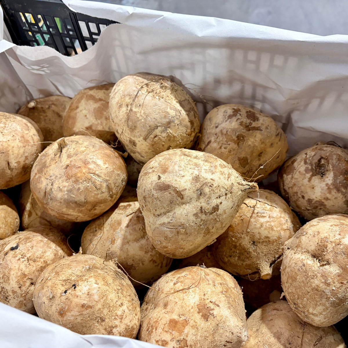 Jicama