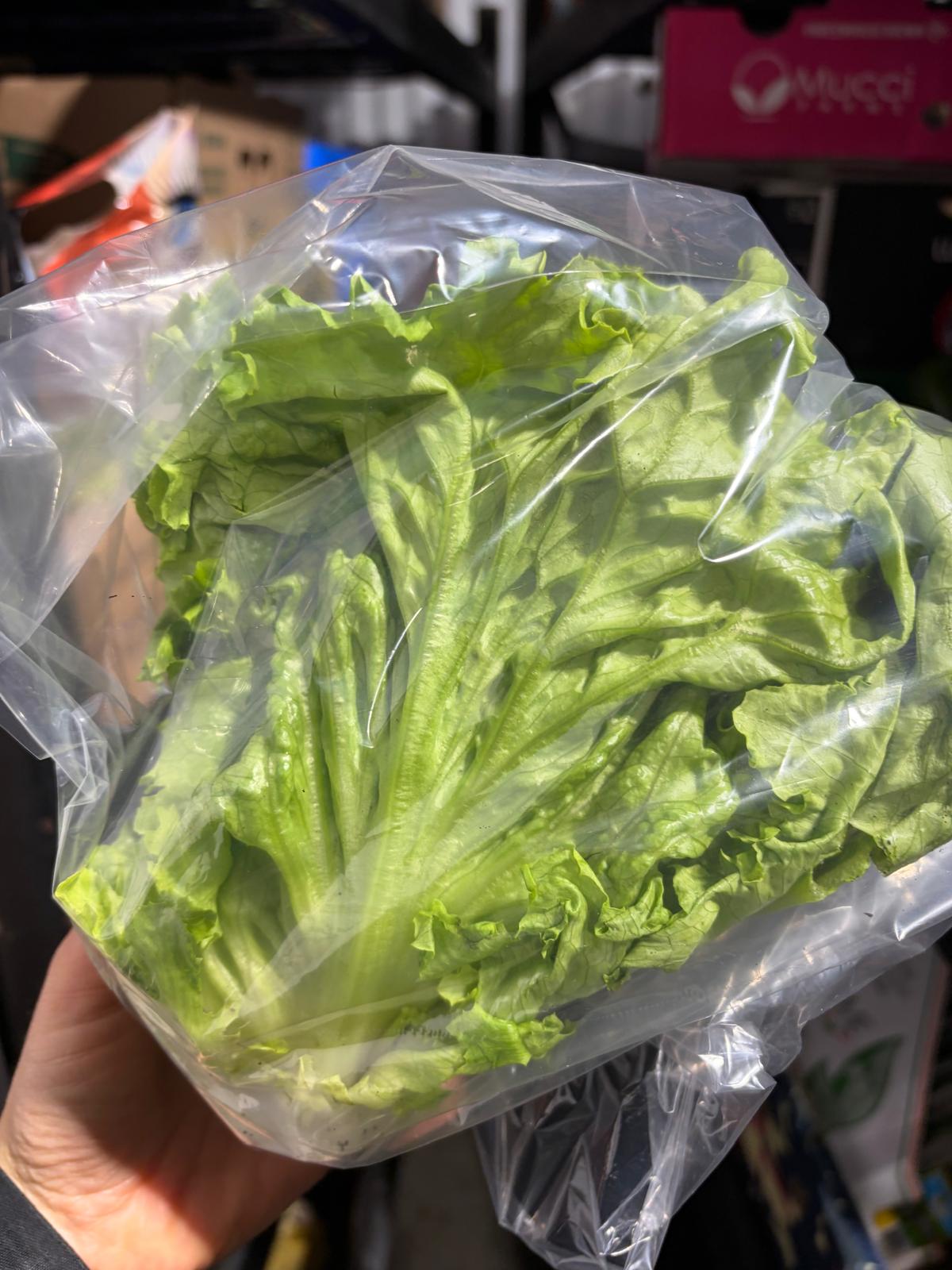 Laitue frisée verte *Semaine passée*