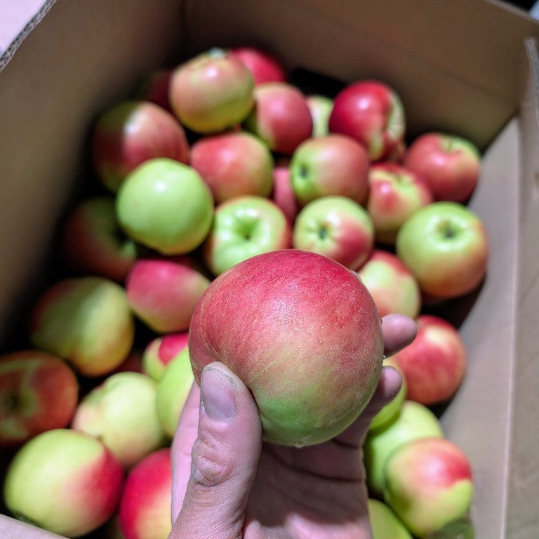 Pomme Sunrise