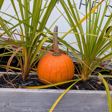 Courges décoratives - Sac de 2lb