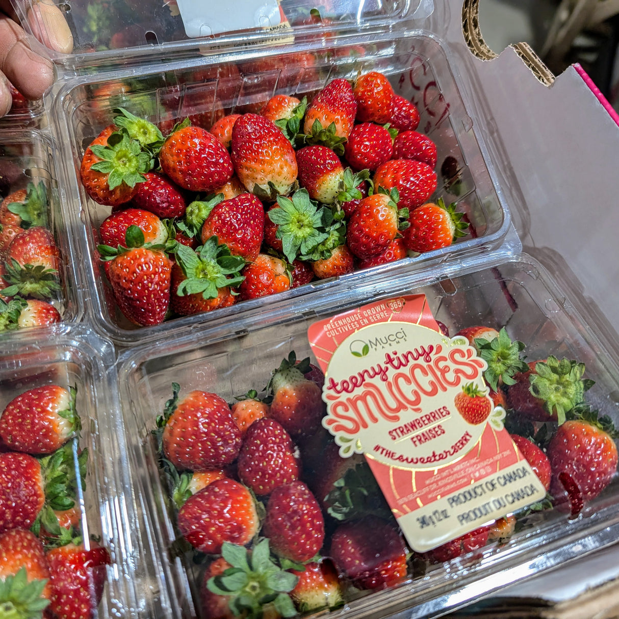 Fraises Grosses de serre - 340g (2)