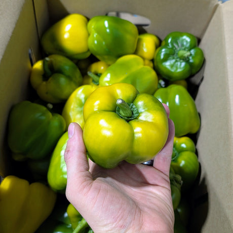 Poivron Vert - Sac 5lb