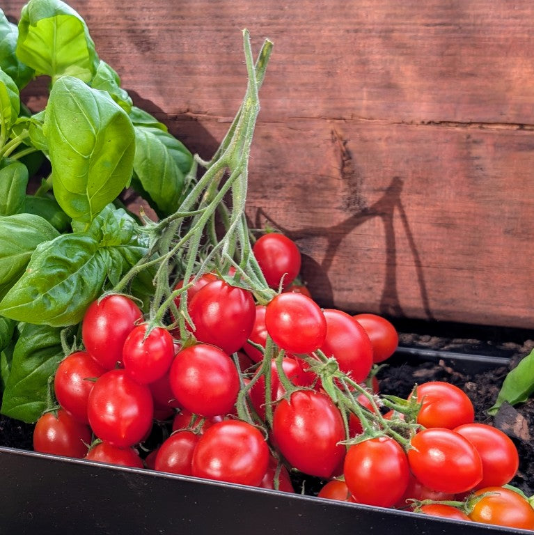 Tomates cerises JAUNES (tigrées) -  284g