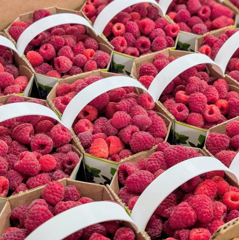 Framboises sous tunnel - Panier