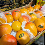 Mangue MAYA - Moyenne