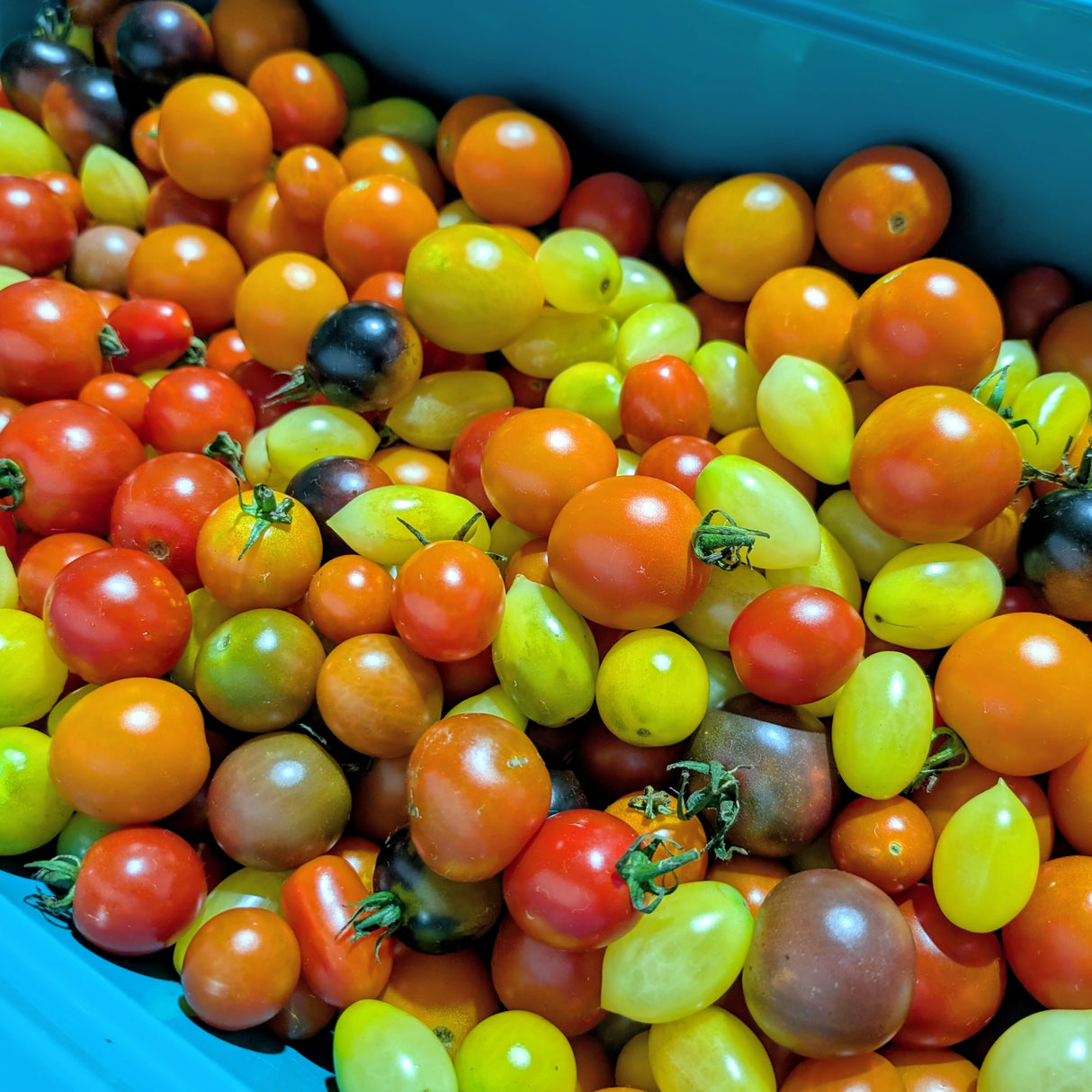 Tomates cerises mixtes LOCALES - 340g