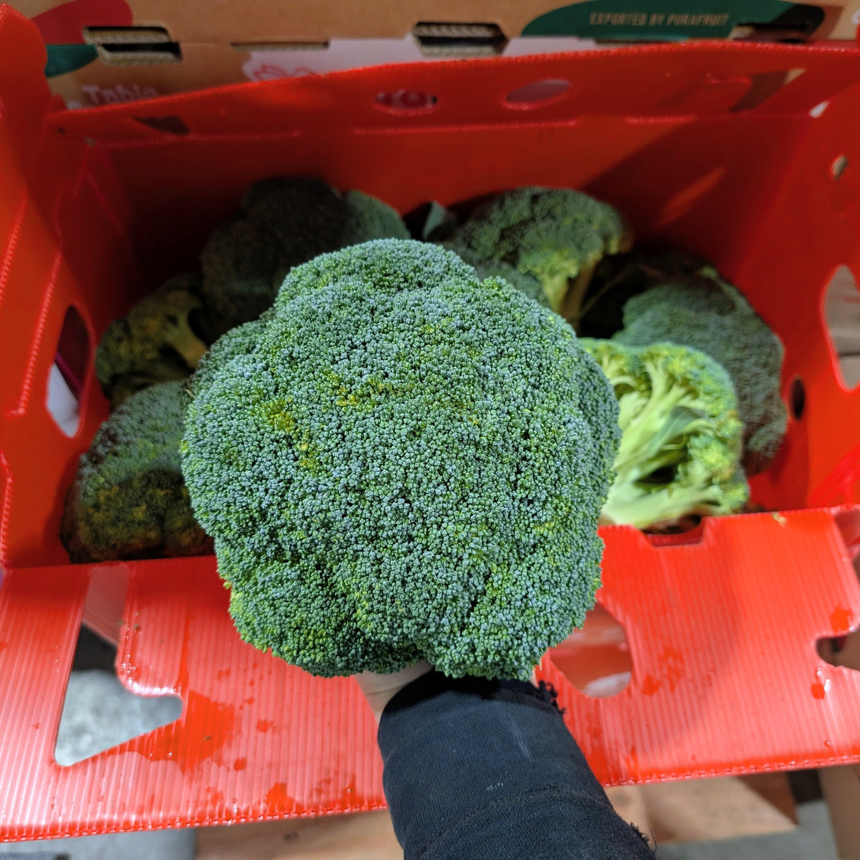 Brocoli *Qualité #2*