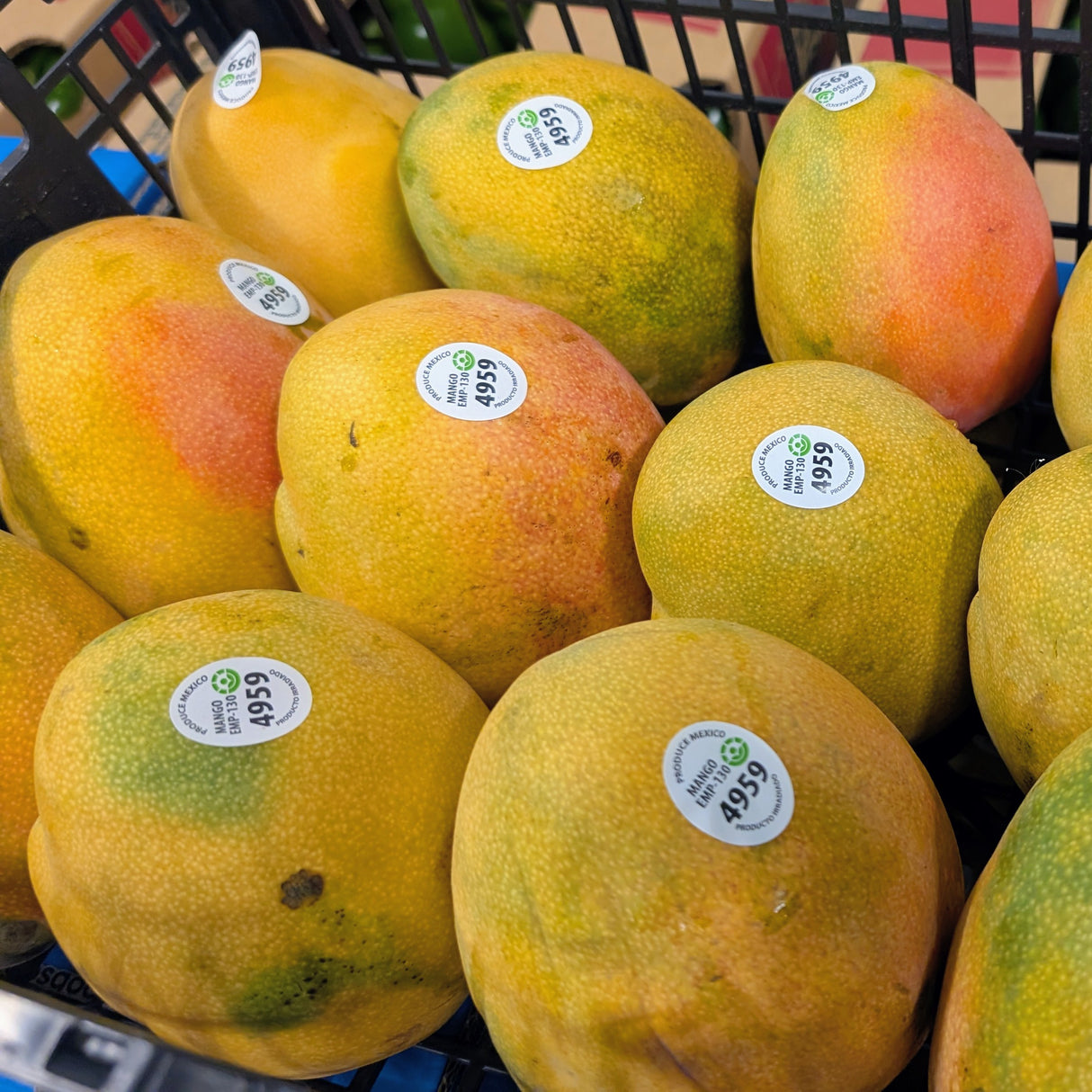 Mangue PALMER - Caisse complète