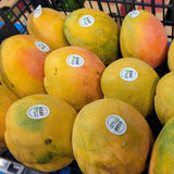 Mangue PALMER - Caisse complète