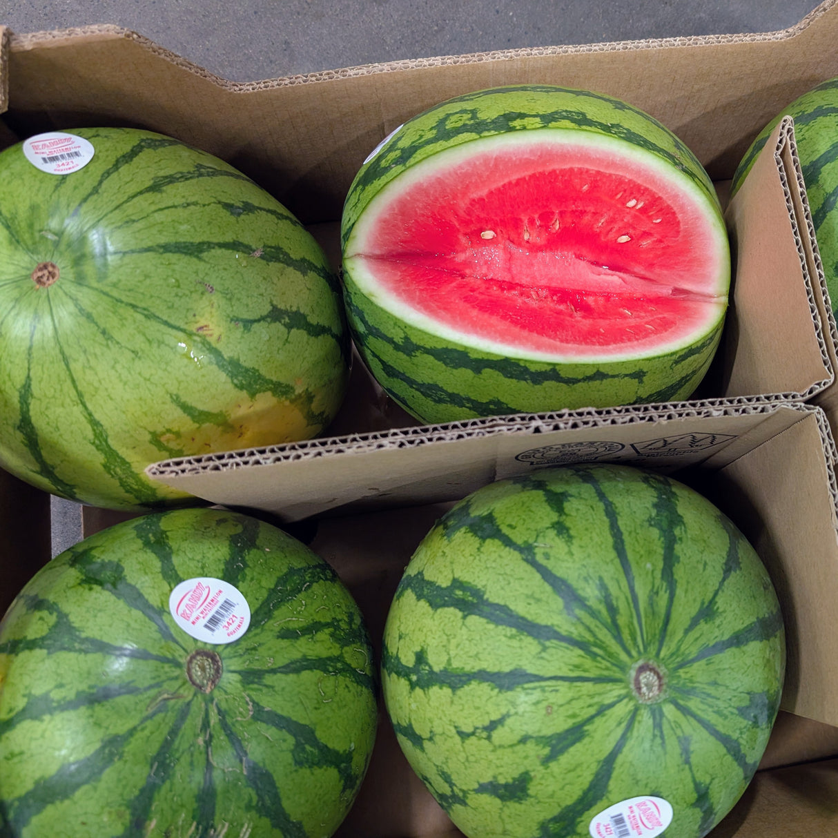 Melon d'eau JUMBO