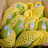 Mangue Palmer