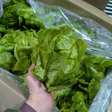 Laitue coeurs romaine
