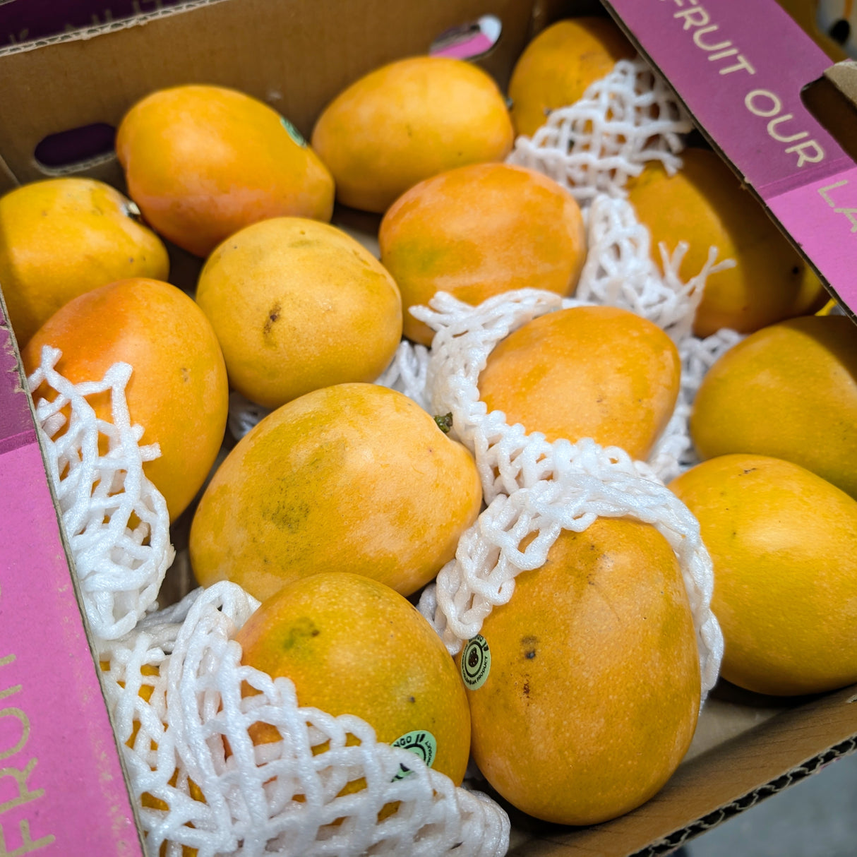 Mangue Crimson