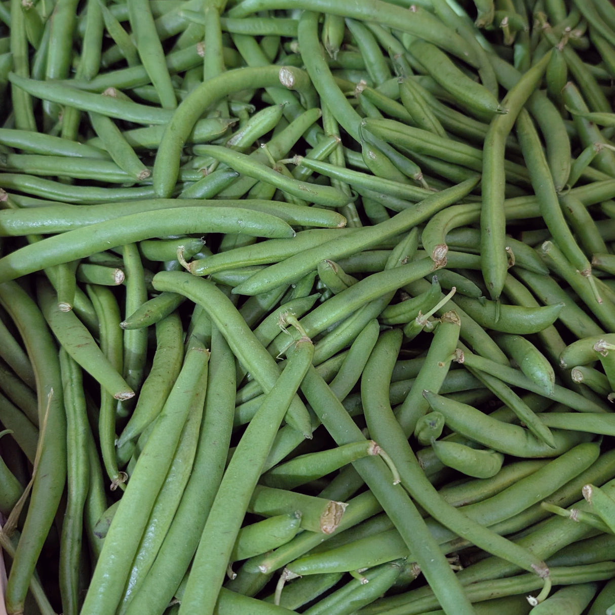 Haricots verts