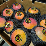 Mangue KENT *Cueillie à maturité*