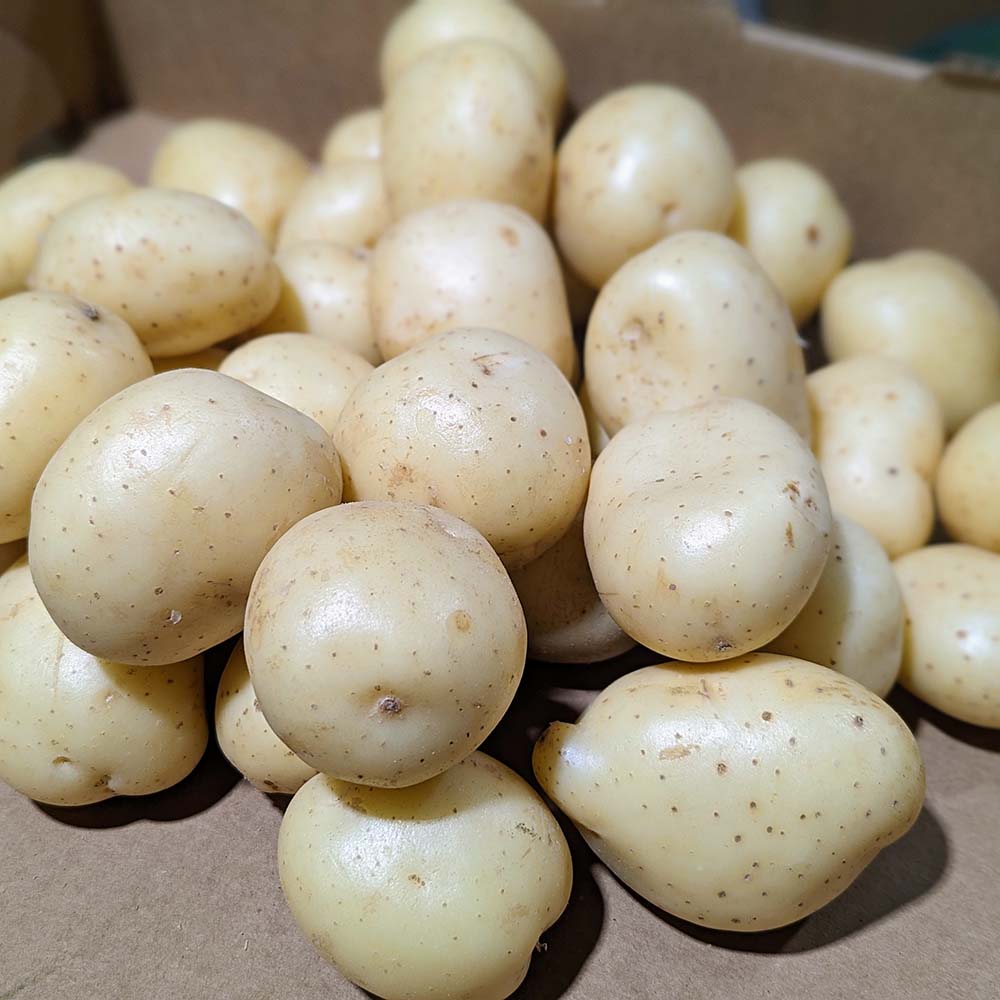 Patates Blanche (Variété impeccable!) - 10lb