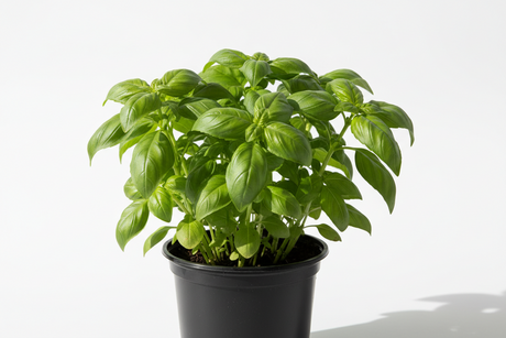 Basilic plant - Pot