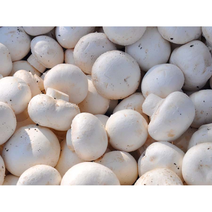 Champignons #2 - Vrac 5lb