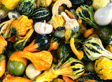 Courges décoratives - Sac de 2lb