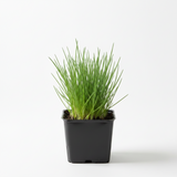 Ciboulette plant - Petit Pot