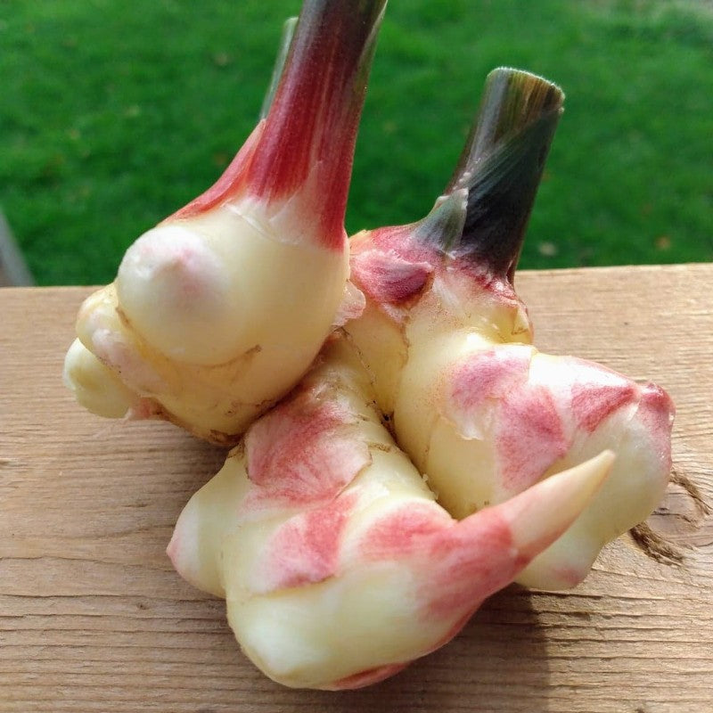 Gingembre frais LOCAL