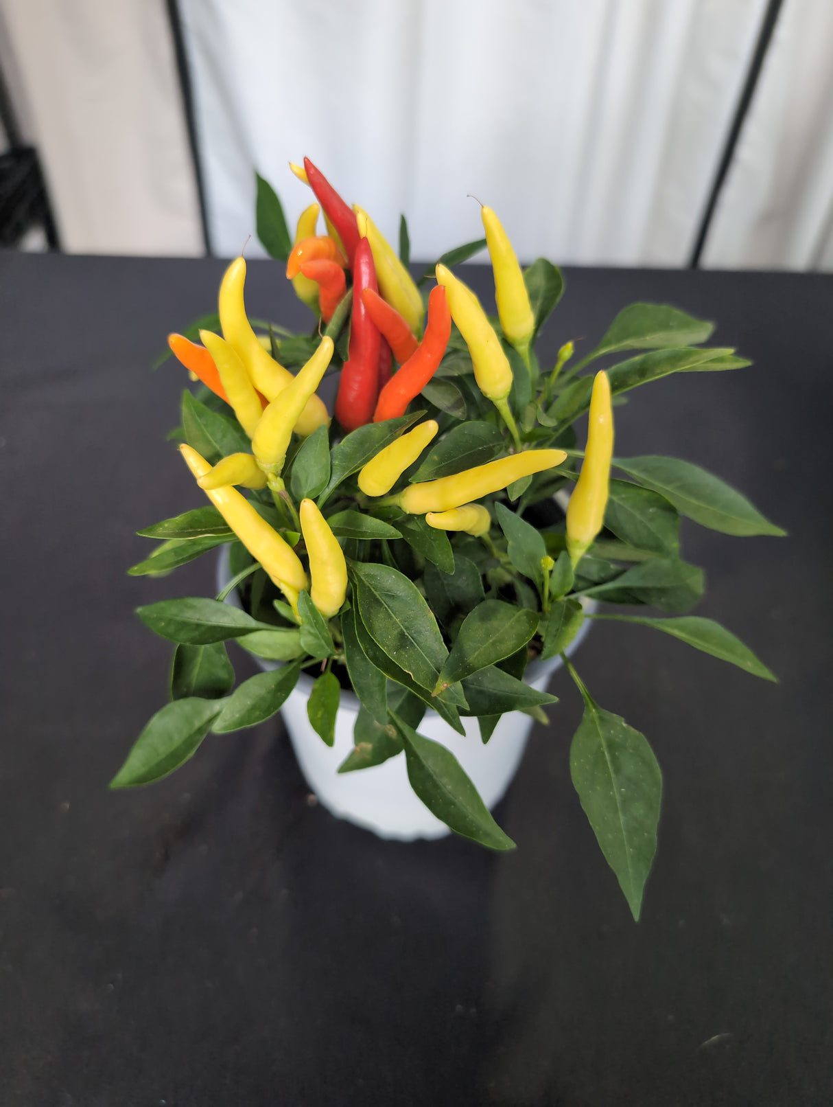 Plant de piment chili - Pot