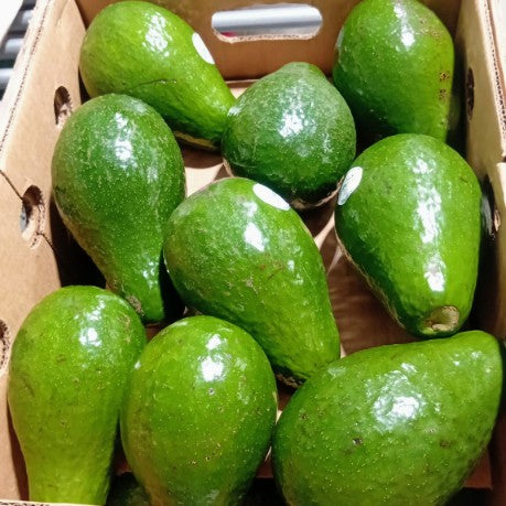 Avocat - Variété Bruce - JUMBO