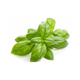 Plant de basilic - Pot