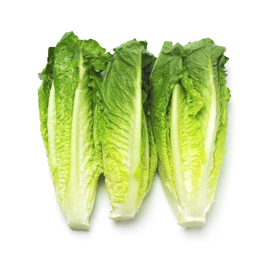 Laitue romaine cœurs