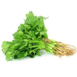 Coriandre fraîche