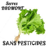 Laitue frisée vivante - BROMONT