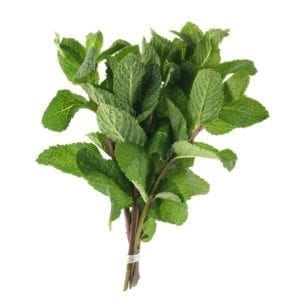 Menthe fraîche