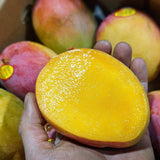 Mangue MAYA - Moyenne
