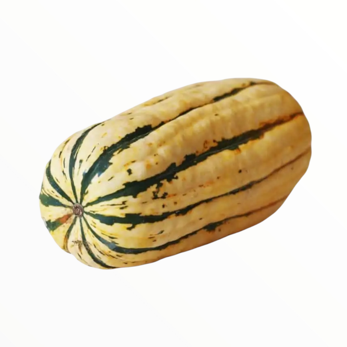 Courge Delicata Petite