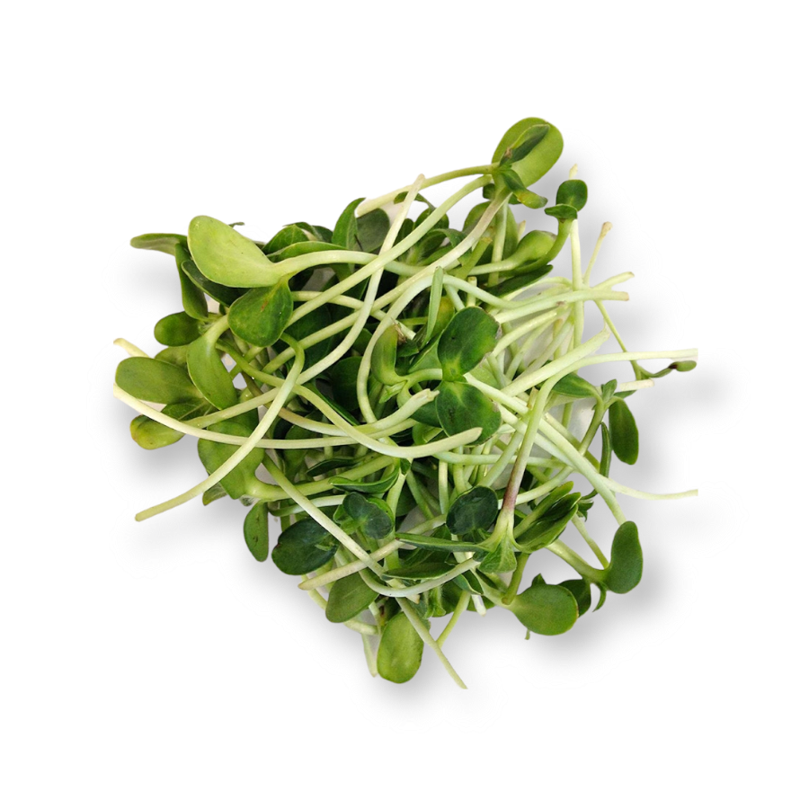 Micro pousses - Tournesol - 200g